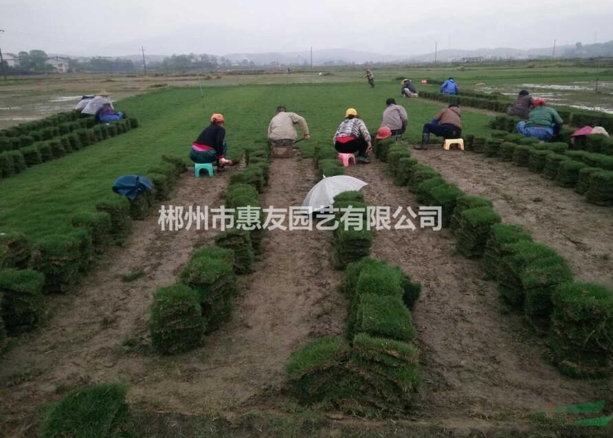 郴州馬尼拉 湖南郴州馬尼拉 郴州馬尼草拉價格