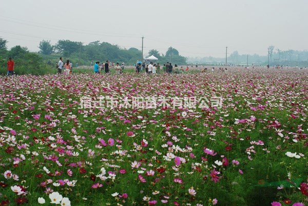 香蒲價(jià)格_香蒲圖片_香蒲產(chǎn)地綠化苗木苗圃基地