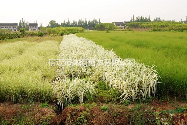 千屈菜價格_千屈菜圖片_千屈菜產(chǎn)地_千屈菜綠化苗木苗圃基地