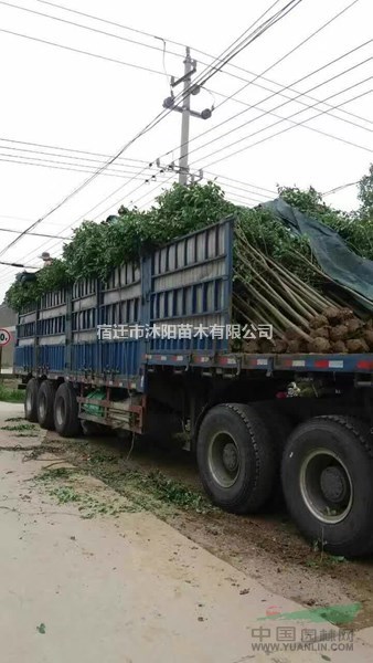 大葉女貞價(jià)格_大葉女貞產(chǎn)地_大葉女貞綠化苗木苗圃基地