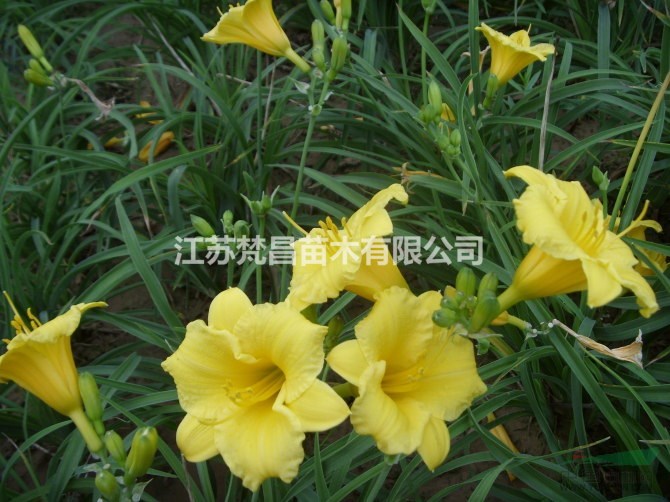 大花萱草價(jià)格_大花萱草產(chǎn)地_大花萱草綠化苗木苗圃基地