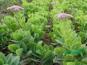 日本血草、細葉芒細、莖針茅、八寶景天、蘭花三七、亞菊花葉蒲葦