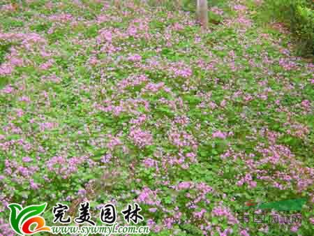 紫葉酢漿草   紅花酢漿草