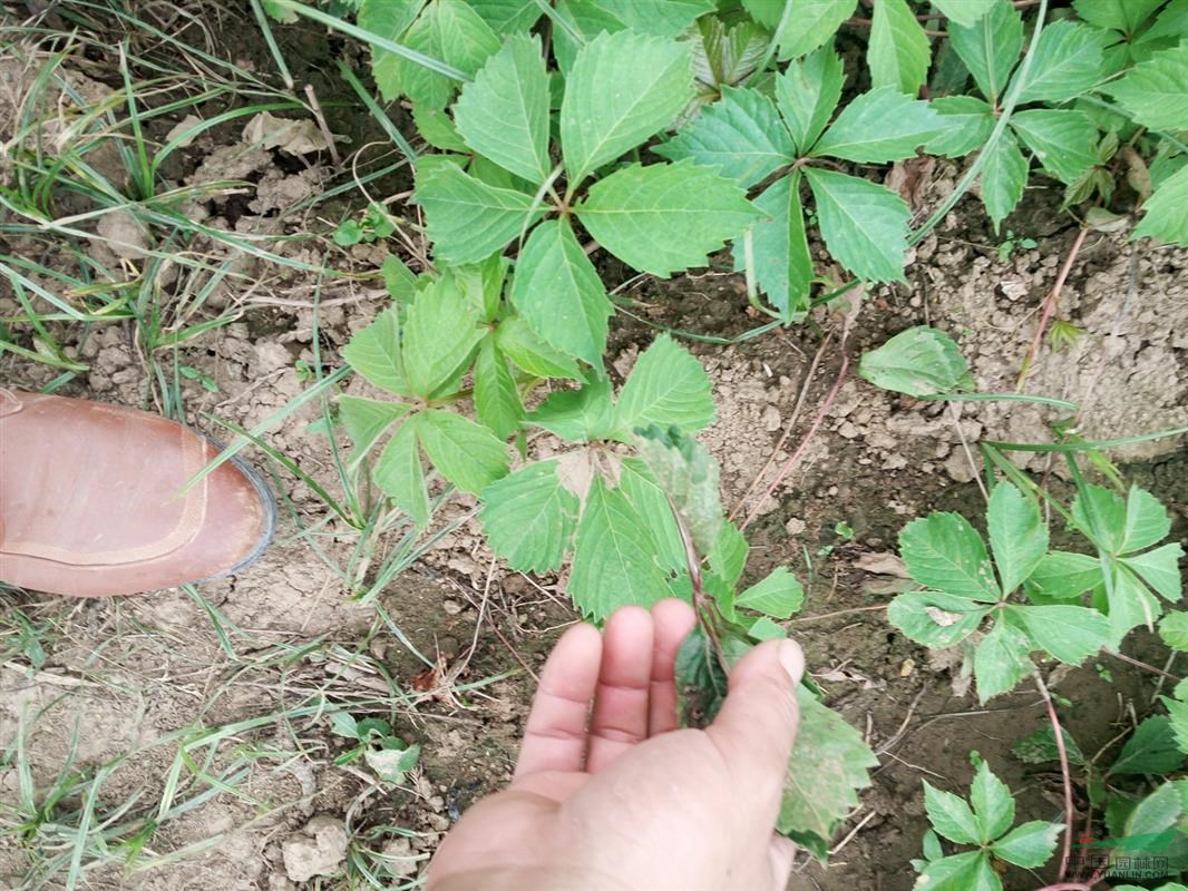 供應爬山虎_三葉地錦_五葉地錦苗木