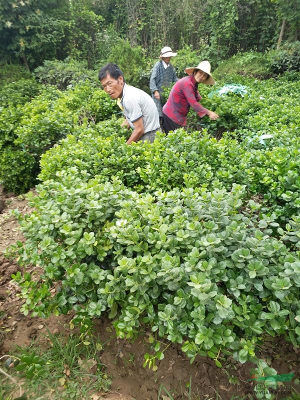 供應(yīng)枸骨_無刺枸骨球苗木