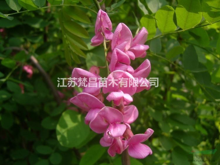 2019年江蘇紅花刺槐 香花槐新報價