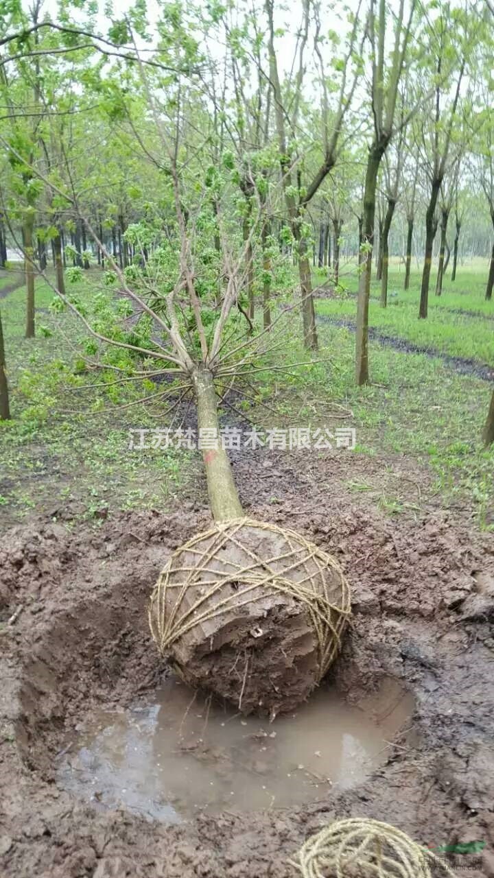 江蘇重陽木 重陽木價格 重陽木基地介紹/特征/用途