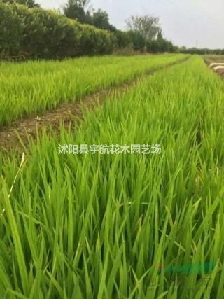 荷花價格粉黛亂子草價格水生鳶尾價格水蔥價格菱角價格