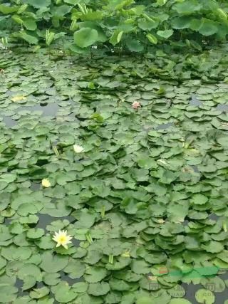 荷花價格粉黛亂子草價格水生鳶尾價格水蔥價格菱角價格