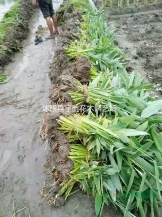 水生植物基地再力花價(jià)格旱傘草價(jià)格睡蓮價(jià)格梭魚(yú)草價(jià)格