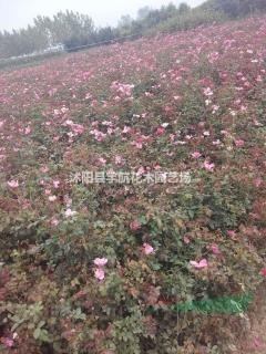 豐花月季價格紅帽月季基地地被月季價格大花月季