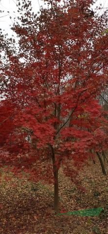 紅楓基地日本紅楓價格三季紅紅楓價格美國紅楓