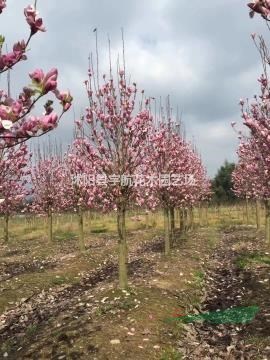 江蘇玉蘭基地廣玉蘭基地紫玉蘭價格白玉蘭基地二喬玉蘭