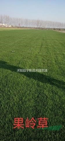 百慕大基地馬尼拉價格果嶺草基地中華結(jié)縷草價格高羊茅四季青