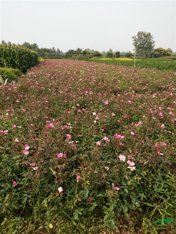 供應(yīng)豐花月季_豐花月季價(jià)格_豐花月季圖片