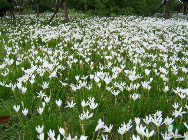 蔥蘭草價(jià)格_蔥蘭草圖片_草花地被植物批發(fā)直銷(xiāo)