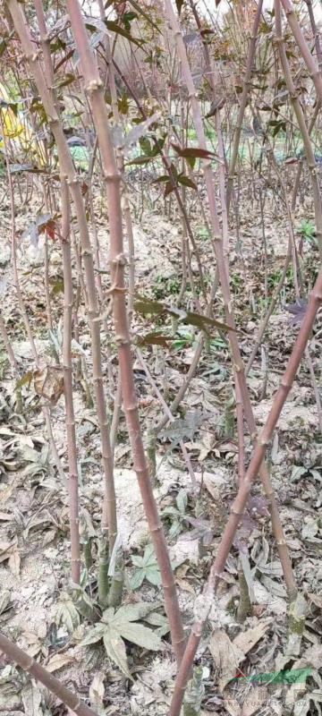 浙江苗圃基地直銷批發(fā)一年生紅楓/一年生日本紅楓