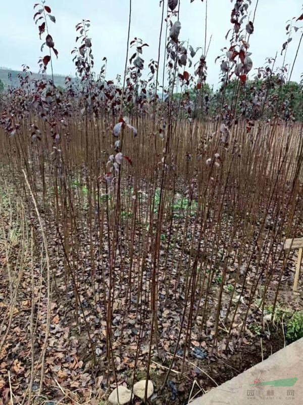 浙江苗圃基地直銷批發(fā)一年生紫葉李