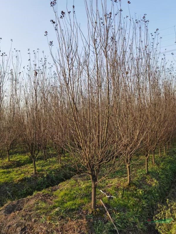 浙江苗圃基地直銷各種規(guī)格紫葉李