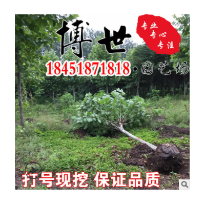 基地直供法桐 法桐梧桐 速生青桐樹苗 景觀樹苗供應(yīng)規(guī)格齊全