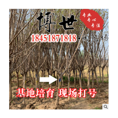 基地直供 黃櫨紅櫨 精品黃櫨樹(shù) 6-10公分苗 規(guī)格齊全 量大從優(yōu)