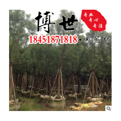 基地直供榕樹苗 榕樹樹苗 榕樹盆景盆栽 榕樹樁常綠喬木量大從優(yōu)