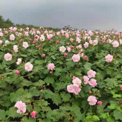 木芙蓉叢生木槿夾竹桃行道圍墻綠籬基地大量紫薇