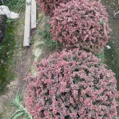 小丑火棘球基地大量紅葉石楠風車茉莉亮綠忍冬公園小區(qū)綠化