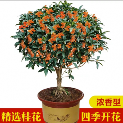 桂花樹苗盆栽四季桂沉香丹桂八月金桂濃香型庭院室內(nèi)植物盆景