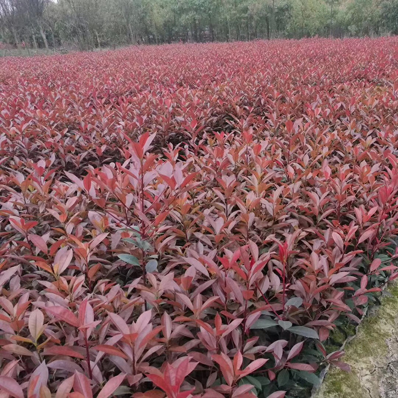 園林綠植 常綠性大小杯苗紅葉石楠 基地直供量大從優(yōu)盆栽紅葉石楠