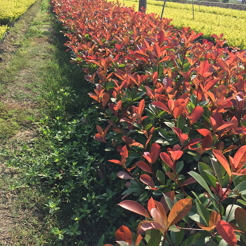 園林綠植 常綠性大小杯苗紅葉石楠 基地直供量大從優(yōu)盆栽紅葉石楠