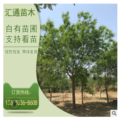 產地供應國槐 國槐 國槐各種規(guī)格 大規(guī)格園林綠化苗木現(xiàn)貨