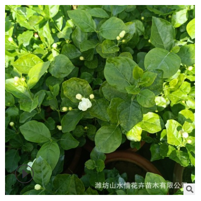 茉莉花盆栽觀(guān)賞花卉 客廳辦公室內(nèi)陽(yáng)臺(tái) 茉莉花苗四季開(kāi)花凈化空氣