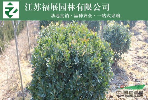 批發(fā)大葉黃楊球 基地直銷 球形好 價(jià)格低 冬青球