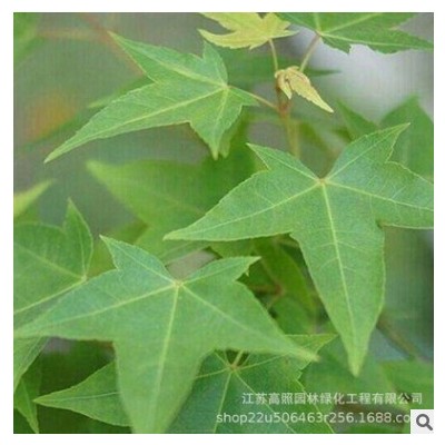 綠化風(fēng)景樹(shù)叢生五角楓 綠色系園林綠化工程喬木苗 植物樹(shù)苗