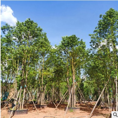 基地供應移植帶冠香樟 全冠移植香樟樹苗 叢生常綠香樟苗栽培批發(fā)