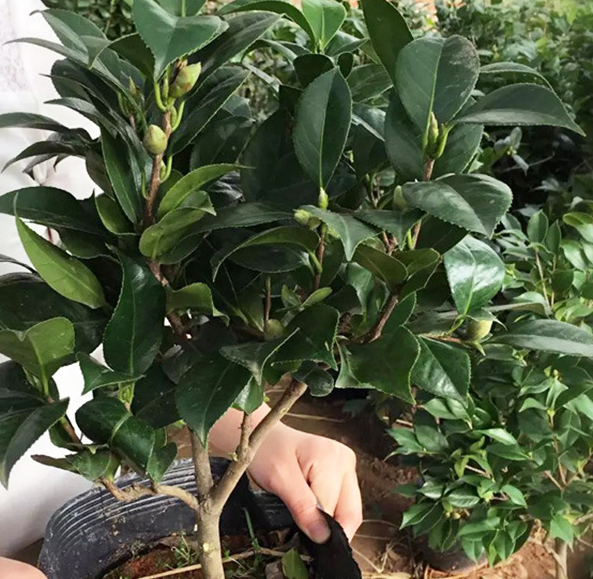 室內綠色盆栽 帶花苞山茶花樹苗 室內植物帶花冬花花卉