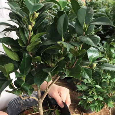 室內(nèi)綠色盆栽 帶花苞山茶花樹苗 室內(nèi)植物帶花冬花花卉