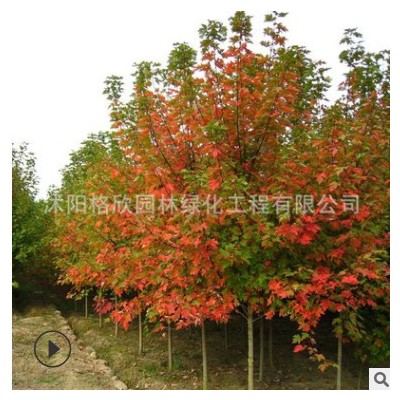 紅楓樹(shù)批發(fā) 景區(qū)觀葉紅色美國(guó)紅楓工程綠化樹(shù)木嫁接中國(guó)紅楓小樹(shù)