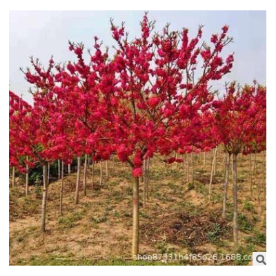 福建乾景基地批發(fā)綠化苗木紅梅苗圃種植紅梅行道樹價(jià)格報(bào)價(jià)