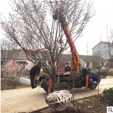 紅梅樹苗 嫁接榆葉梅美人梅綠梅樹苗 園林工程綠化觀賞花卉植物