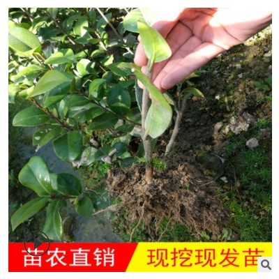 新品上市灌木茶花小苗四季 室外耐寒大紅花卉 室內盆栽開花山茶苗