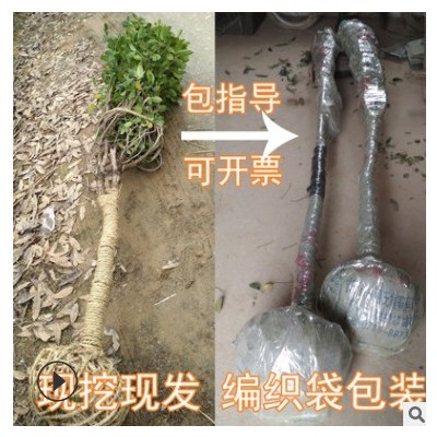 常青四季桂桂花樹大樹城市地栽綠化工程樹開花月月桂陽臺室內(nèi)盆景