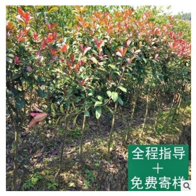 基地直發(fā)高桿庭院紅葉石楠樹(shù) 城市綠化工程校園常青喬木 大樹(shù)批發(fā)