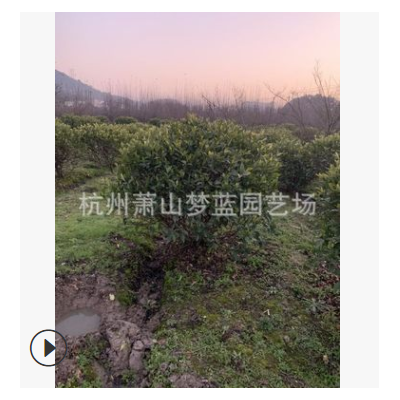 大葉梔子球 30-1.8米都有 園林 綠化 樹木苗木土球 冠幅好 精品