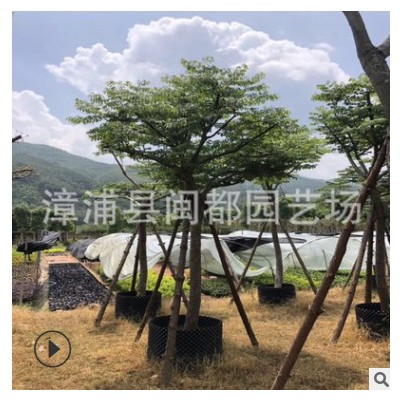 直銷12-15cm臺灣欒樹 臺灣欒樹移植苗 市政園林行道樹 量大價優(yōu)