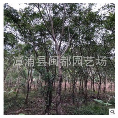 基地直供小葉榕地苗 批發(fā)10-15公分小葉榕 綠化行道樹 價格價優(yōu)