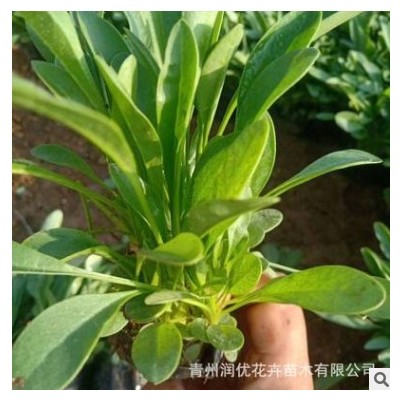 盆栽金雞菊青州基地批發(fā) 大花金雞菊天人菊 綠化大花金雞菊