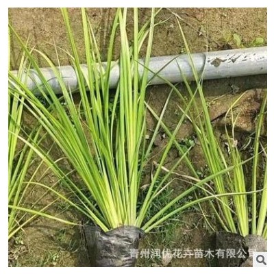 金線菖蒲 濕地綠化常綠彩葉植物 池塘濕地水質(zhì)公園觀賞金邊石菖蒲