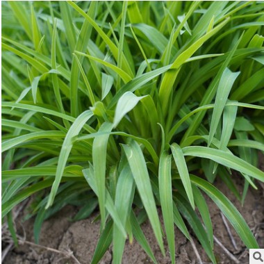 廠家批發(fā)大花萱草 地被植物草本花卉花壇庭院園林工程金娃娃萱草